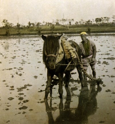 Arando un campo de arroz, c.1900 de Japanese Photographer